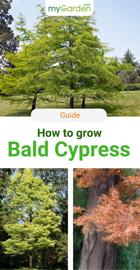 The Bald Cypress is one of the unsual trees which grow in water. The native region of the Bald Cypress are the swamps and floodplains in South Eastern North America. But, don't worry, they also do well in a normal garden. Learn here everything you need to know about this hardy tree. #baldcypress #trees #mygarden #mygardencom Bald Cypress Tree Landscapes, Cypress Trees Landscape, Americana Cottage, Xeriscape Garden, Texas Trees, Cyprus Trees, Bald Cypress Tree, Native Plant Landscape, Texas Landscaping