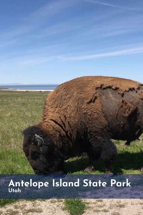 The largest island in the Great Salt Lake is reached via a narrow road spanning seven miles from mainland to island. The historic Fielding Garr Ranch, located at the southeast end of the island is open year-round. Antelope Island is home to a herd of 600 American bison. Island range lands and shorelines are also home to antelope, deer, coyotes, shorebirds, and waterfowl. This park is an ideal spot for viewing sunsets over Great Salt Lake. Utah State Parks, Narrow Road, Island Range, Utah Camping, State Park Camping, Great Salt Lake, Antelope Island, American Bison, Shorebirds