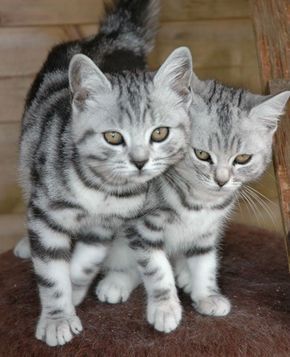 40-pictures-of-cute-silver-tabby-kittens-9 Silver Tabby Kitten, Kittens For Sale Near Me, Tabby Kittens, Silver Tabby Cat, Cat Obsession, Cat Language, Kittens For Sale, Cat Ideas, Tabby Kitten