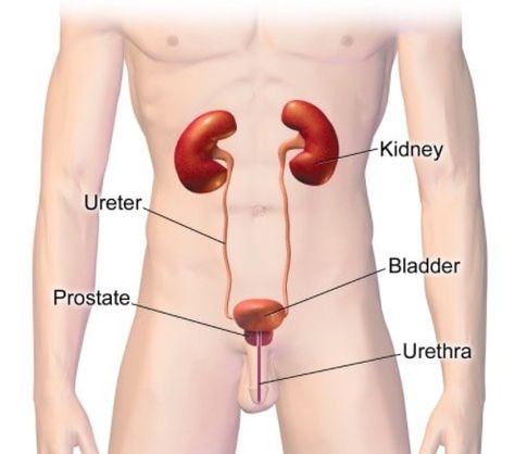 Human Anatomy Organs, Abdominal Aorta, Anatomy Organs, Excretory System, Medical Diagnosis, Pelvic Organ Prolapse, Urinary System, Internal Organs, Human Anatomy Drawing