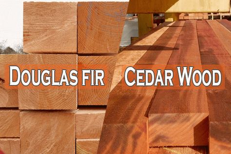 Douglas Fir Vs Cedar: A comparison guide between two softwood species. Read along to find their differences and similarities. Douglas Fir Walls, Douglas Fir Stain Colors Exterior, Douglas Fir Stain Colors, Douglas Fir Beams, Douglas Fur, Tounge And Groove, Cedar Stain, Northern White Cedar, Cedar Furniture