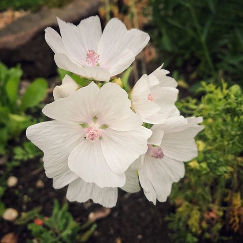 Malva moschata Snow White in the GardenTags plant encyclopedia Aerial Plants, Malva Moschata, Mallow Plant, Musk Mallow, Flower Borders, Second Brain, Plant Encyclopedia, Plant Information, Late Winter