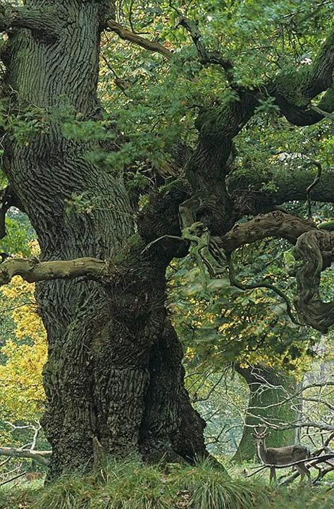 gnarly tree trunk... Gaia's Grace Facebook 숲 사진, Boom Kunst, Weird Trees, Magical Tree, Sacred Tree, Giant Tree, Old Tree, Old Trees, Ancient Tree