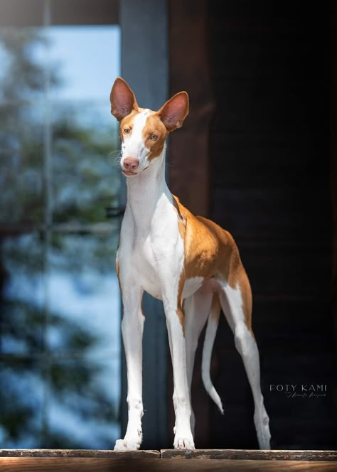 Ibizan Hound FCI kennel Dog Reference, Dog Types, Ibizan Hound, Every Dog Breed, Akc Breeds, Pharaoh Hound, Hound Puppies, Whippet Dog, Animals To Draw