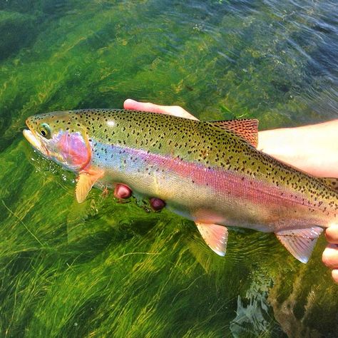 Th release of a ranch fish!! #flyfishjng #henrysfork Trout Pictures, Trout Species, Fishing Pics, Lake Trout Fishing, Kayak Bass Fishing, Drawing Fish, Trout Fishing Lures, Trout Art, Trout Fishing Tips