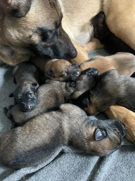 Three male and four female Belgian Malinois puppies will be ready to go to their new homes starting May 12, 2023! Belgian Malinois Puppies, Malinois Puppies, Belgian Malinois, Be Ready, Ready To Go, New Homes, Puppies, Dogs, Quick Saves