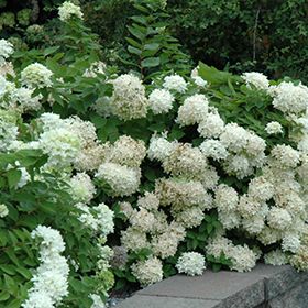 Pee Gee Hydrangea Landscaping, Hydrangea Paniculata Grandiflora, Pee Gee Hydrangea, Hydrangea Landscaping, Hydrangea Shrub, Hydrangea Bloom, Farm Nursery, Hydrangea Paniculata, Shade Plants