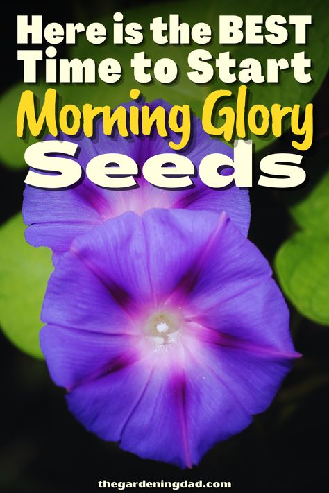 Are you curious about how to start Morning Glory Seeds? Use this helpful resource to figure out how to get your seeds started today. #Thegardeningdad #MorningGlory #garden Morning Glory Seeds Starting, How To Plant Morning Glories Seeds, Planting Morning Glory Seeds, Morning Glory Planter Ideas, How To Grow Morning Glories From Seeds, Morning Glory Ideas, Morning Glory Trellis Ideas Diy, Morning Glory Hanging Basket, Morning Glory In Pots