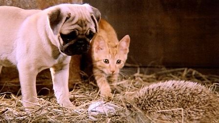 Milo and Otis <3 Milo And Otis, Dalmatian Puppies, Marley And Me, Right In The Childhood, Dog Movies, Cutest Dogs, Puppies And Kitties, Super Cute Animals, Famous Movies