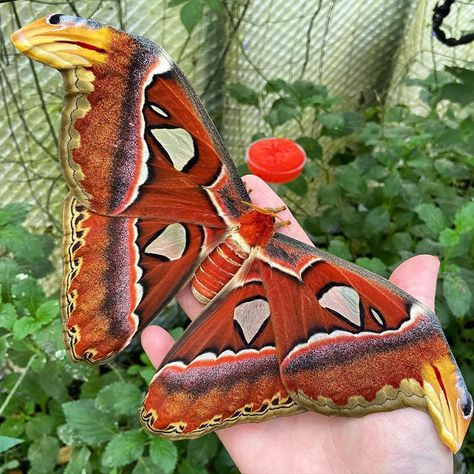 Tropical Butterflies UK on Instagram: “Giant atlas moth, Attacus atlas #butterfly #butterflies #butterflyhouse #butterflyfarm #greenhouse #tropical #lepidoptera #lepidopterist…” Atlas Moth Aesthetic, Greenhouse Tropical, Atlas Core, Insect Reference, Attacus Atlas, Tropical Butterflies, Bug Board, Beautiful Moths, Butterfly Unique