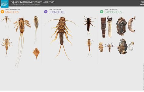 Aquatic Macroinvertebrates Aquatic Insects, Life Aquatic, Beautiful Bugs, Fly Tying, Natural History, Fly Fishing, Insects, Fish, Hair Accessories