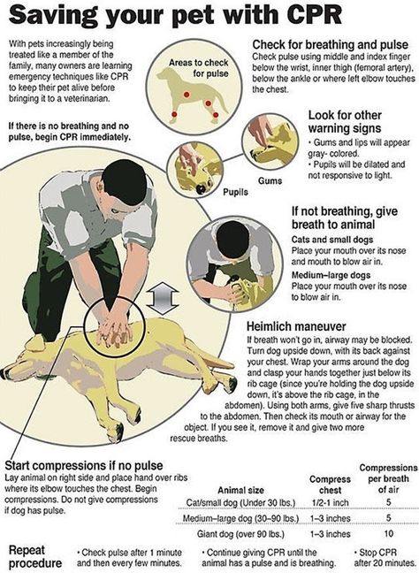 Know doggy CPR. | Community Post: 25 Brilliant Lifehacks That Every Dog Owner Should Know Dog Info, Pet Hacks, Cpr, Golden Retrievers, Labradoodle, Dog Health, Cavalier King Charles Spaniel, Cavalier King Charles, Australian Shepherd