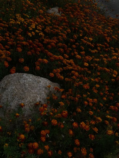 A very beautiful dark field of marigolds in early fall. Dark Field, Bouncy Balls, Early Fall, How To Make Bed, Bed, Flowers