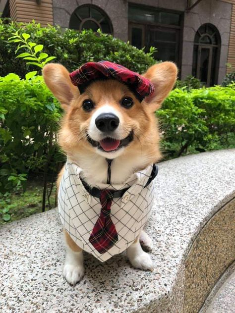 Corgi Icon, Corgi Aesthetic Wallpaper, Corgi Aesthetic Puppy, Doggie Corgi Wallpaper, Corgi Laptop Wallpaper, Corgi In Clothes, Corgi Clothes, Cutest Puppy Ever, Welsh Corgi Puppies