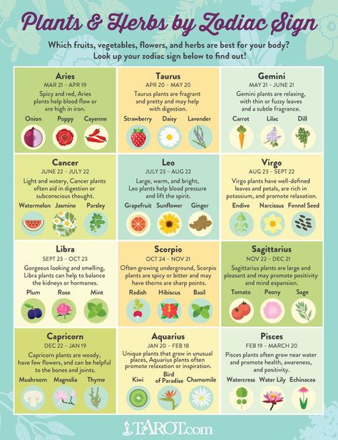 Plants and Herbs for Your Zodiac Sign Magia Das Ervas, Plant Help, Astrology Numerology, Astrology Chart, Taurus And Gemini, Healing Herbs, Birth Chart, Planting Herbs, Astrology Zodiac