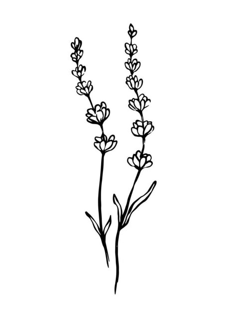 Lavender hand drawn outline vector drawing. Herbal botanical illustration. Art Nouveau Lavender Flower, Lavender Graphic Design, Lavender Drawing Simple, Lavender Plant Drawing, Lavender Line Drawing, Heather Drawing, Lavender Outline, Lavender Line Art, Types Of Lavender Plants