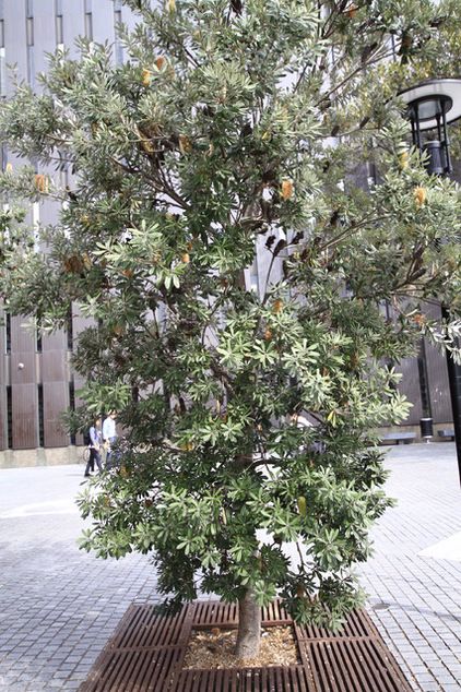 Banksia integrifolia... Banksia Integrifolia Trees, Coastal Banksia Tree, Banksia Tree Landscaping, Banksia Garden, Banksia Tree, Coastal Banksia, Banksia Integrifolia, Planting Palette, Feature Tree