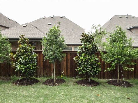 South Texas Landscaping, Fence Planting, Magnolia Tree Landscaping, Evergreen Landscape Front Yard, Teddy Bear Magnolia, Backyard Revamp, Pool Privacy, Screen Pictures, Landscaping Along Fence