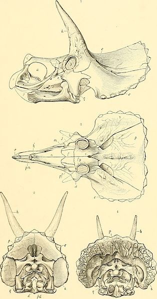 Dinosaur Scientific Illustration, Dinosaur Fossil Illustration, Dinosaur Diagram, Dinosaur Skeleton Art, Vintage Dinosaur Art, Dinosaur Encyclopedia, Triceratops Fossil, Dinosaur Projects, Dinosaur Sketch