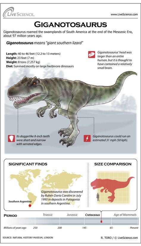 Giganotosaurus was one of the largest meat-eating dinosaurs — not as big as Spinosaurus, but larger than Tyrannosaurus rex. Dino Facts, Types Of Dinosaurs, Dinosaur Projects, Dinosaur Facts, Prehistoric World, Ancient Animals, Extinct Animals, Dinosaur Theme, Dinosaur Fossils