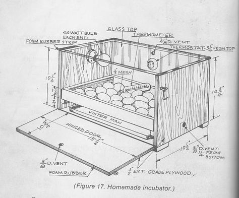 Here is another good home built incubator for school projects.. AS well as it hatches seramas great!!..lol Incubator Design, Incubating Chicken Eggs, Homemade Incubator, Diy Incubator, Chicken Coop Designs Diy, Hatching Chickens, Chicken Incubator, Best Egg Laying Chickens, Backyard Chicken Coop Plans