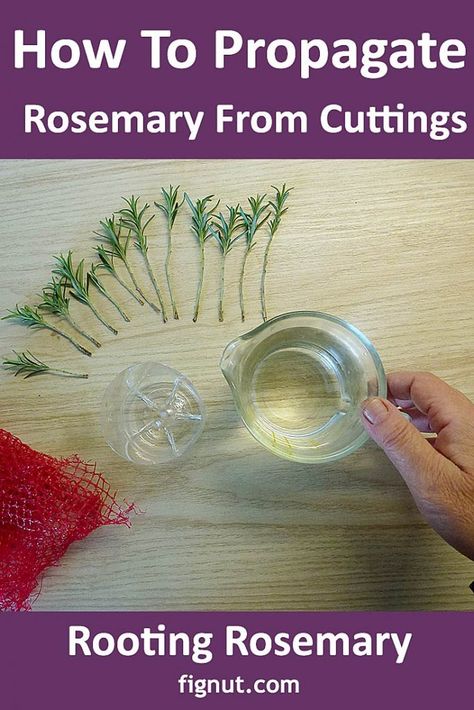 How To Root Rosemary Cuttings, Rooting Rosemary Cuttings, Pruning Rosemary Plants, Propagating Rosemary From Cuttings, Grow Rosemary From Clippings, How To Grow Rosemary From Cuttings, How To Plant Rosemary, How To Prune Rosemary, Plant Cuttings Propagation