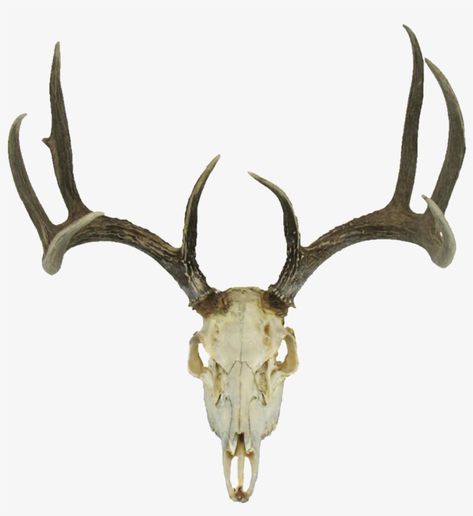 Ceramic Deer Head, Animal Skull Drawing, Moose Skull, Pixel Tattoo, Skull Template, Deer Mask, Skull Silhouette, Skull With Horns, Skull Reference