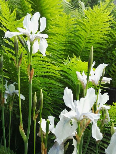 Iris Sibirica, Plant Combos, Sacred Garden, Ferns Garden, Iris Garden, Moon Garden, Forest Garden, Garden Pictures, Love Garden