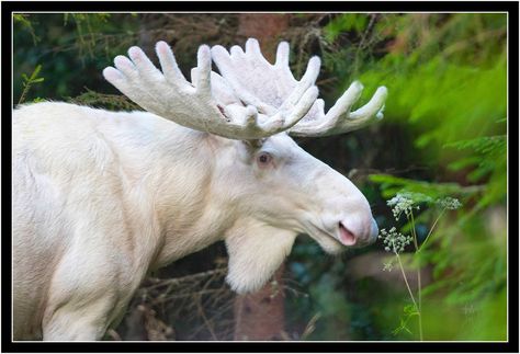 Watch: The Majestic White Moose, Interview with the Nature Photographer Albino Moose, Moose Painting, Rare Albino Animals, Moose Pictures, White Moose, Deer Species, White Animals, Bull Moose, Albino Animals