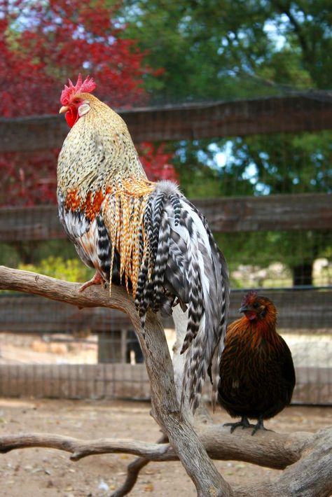 GORGEOUS Chickens Ohiki Flytie Phoenix Silkie Bantam Mixed Flock ... Silkie Bantam, Best Egg Laying Chickens, Egg Laying Chickens, Fancy Chickens, Poultry Supplies, Beautiful Chickens, Hatching Eggs, Chickens And Roosters, Backyard Chickens