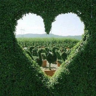 Heart window Alice In Wonderland Aesthetic, Heart In Nature, Heart Photography, Heart Art, Shade Garden, The Shape, Hedges, Oahu, Wine Lovers