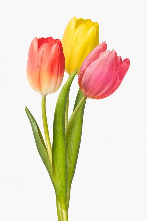 Download free image of Colorful tulips background, design space by Ake about pink tulip, tulip, tulip flowers, printable, and yellow tulip 5998029 Tulip Background, Tulips Background, Colorful Tulips, Flowers Printable, Background Beautiful, Yellow Tulips, Tulip Flower, Watercolor Art Lessons, Pink Tulips