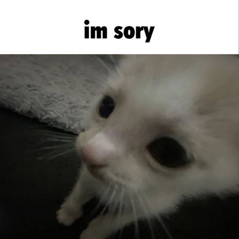 Im Sorry Cat Reaction Pic, Cat Reactions Pics, Cat Reaction Pics, Cat Reaction Pictures, Focus On Myself, Cat Reaction, Funny Looking Cats, Nothing New, Silly Cats Pictures