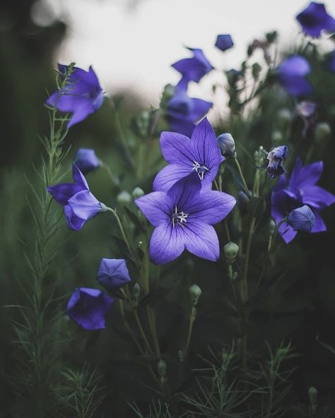 Purple Bell Flowers, Nightshade Flower, Skyrim Tattoo, Dark Forest Aesthetic, Balloon Flowers, Friday Feeling, Aesthetic Painting, Beautiful Flowers Pictures, Beautiful Scenery Nature