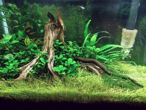 zeldar's 10gallon tree stump scape - Page 7 - The Planted Tank Forum 10 Gallon Aquascape, Aquatic Decor, Aqua Scape, Aquarium Inspiration, 10 Gallon Fish Tank, Lizard Gecko, Biotope Aquarium, Fish Aquarium Decorations, Aquarium Garden