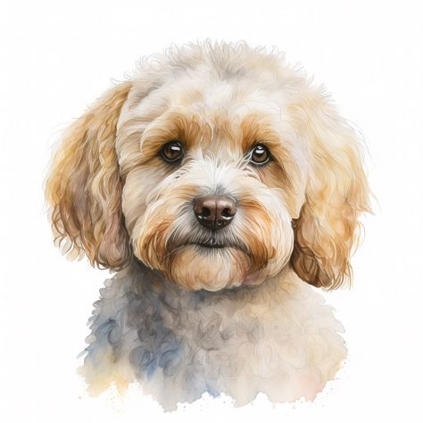 Dog Sketches, Dog Digital Art, Watercolor Dogs, Maltipoo Dog, Maltese Poodle, Dog Illustrations, Painting References, Digital Painting Portrait, Maltipoo Puppy