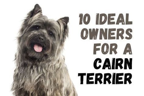 Cairn Terrier Puppies, Cairn Terrier Mix, Puppy Checklist, Cold Plunge, Grooming Style, Cairn Terriers, Indoor Climbing, Terrier Breeds, Terrier Mix Dogs