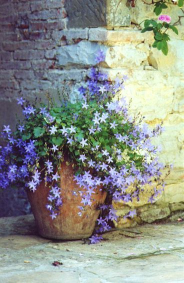 Container Gardening Flowers, Have Inspiration, Garden Containers, Garden Cottage, Container Plants, Dream Garden, Brick Wall, Cottage Garden, Garden Inspiration