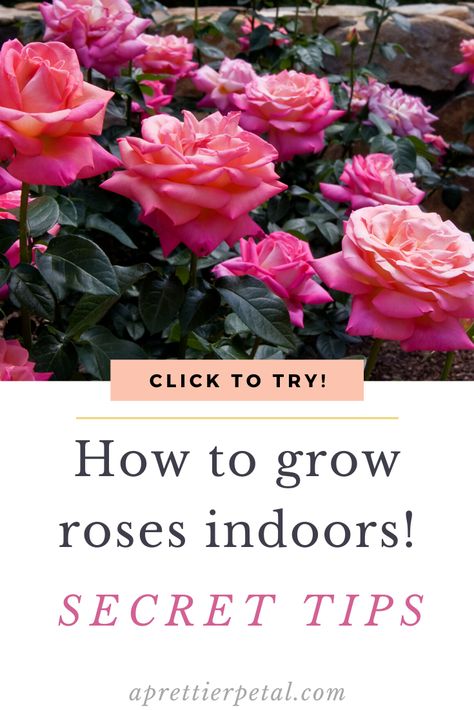 Indoor Rose Garden, Growing Roses Indoors, Indoor Rose Plant, Indoor Roses, How To Grow Roses, Rose Growing, Rose Garden Design, Rose Care, Plant Diseases