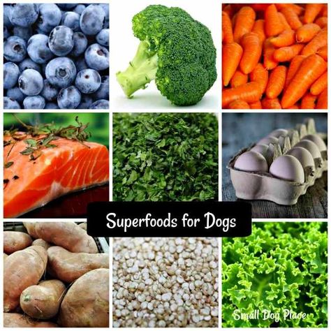 This superfoods for dogs guide will identify your best options to keep your dog feeling great and looking good. Nutritional information is provided for each superfood. Best Veggies For Dogs, Immune Boosting Foods For Dogs, Superfood For Dogs, Best Vegetables For Dogs, Calcium For Dogs, Super Foods For Dogs, Food To Add To Dog Kibble, Best Foods For Dogs, What Can I Add To My Dogs Dry Food