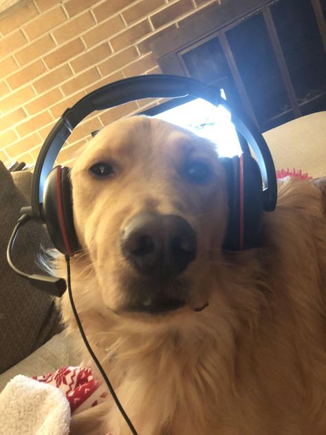 Finnegan is terrible at Fortnite but he is good at being my best friend. Funny Dog Wallpaper Laptop, Rat Dog, Golden Retriever Funny, Redesign Ideas, Wearing Headphones, Goofy Dog, Lion Photography, Funny Dog Photos, Cute Doggies