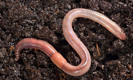 The earthworm way … blind. Photograph: Alamy Cacing Tanah, Annelid, Red Worms, The Giant Peach, Worm Farm, Earthworms, Backyard Inspo, Pet Hacks, Organic Matter