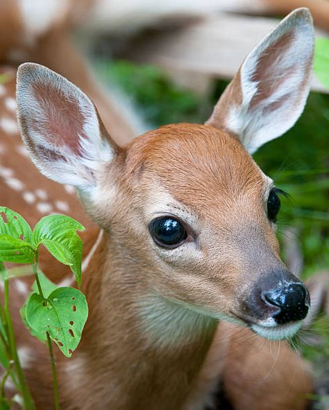 8,565 Fawn Photos and Premium High Res Pictures - Getty Images Baby Deer, Deer