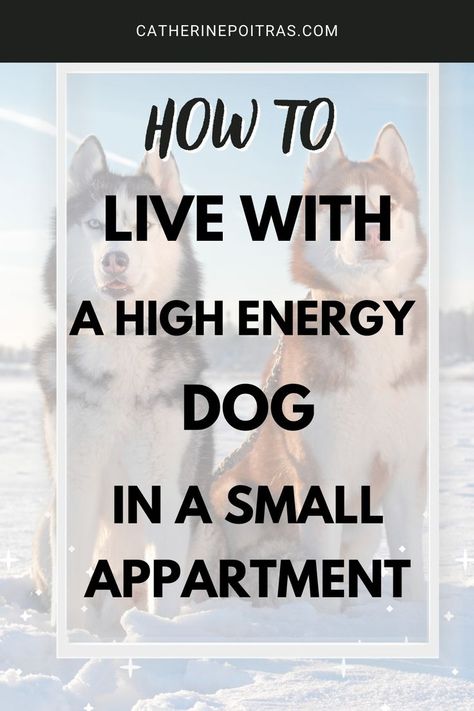 Do you have a high energy dog in a small apartment? It's possible to live a happy life in the city with your dog. Read this to find the best tips to keep this tornado in control! Dog Parent, dog owner, destructive dog, dog training, dog behavior, city dog Live A Happy Life, Life In The City, City Dog, Dog Parents, Dog Behavior, Small Apartment, High Energy, Dog Owners, Happy Life