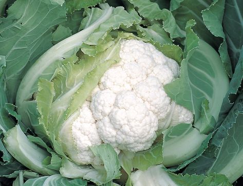 Colored Cauliflower, Growing Cauliflower, Impatiens Plant, Grape Vine Plant, Cauliflower Plant, Asparagus Plant, Rhubarb Plants, Clematis Plants, Planting Garlic