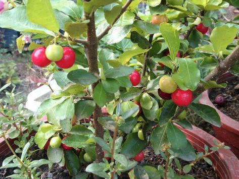 Barbados Cherry Tree, Cherry Plant, Plum Trees, Barbados Cherry, Fruit Bearing Trees, Patio Trees, Acerola Cherry, Live Tree, Cherry Trees