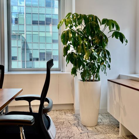 Greening up spaces 🌱 💚⁠ #mycityplants #makingnycgreener⁠ ⠀⁠ #schefflera Amate potted in self-watering planters. Water plants 3 x less often 🤙⁠ #houseplants #plantcaretips #pottedplants #indoorplants #decorideas #homedecor Schefflera Amate, Schefflera Plant, Umbrella Plant, Plant Window, Pot Lights, Plant Delivery, Low Light Plants, Office Plants, Self Watering Planter