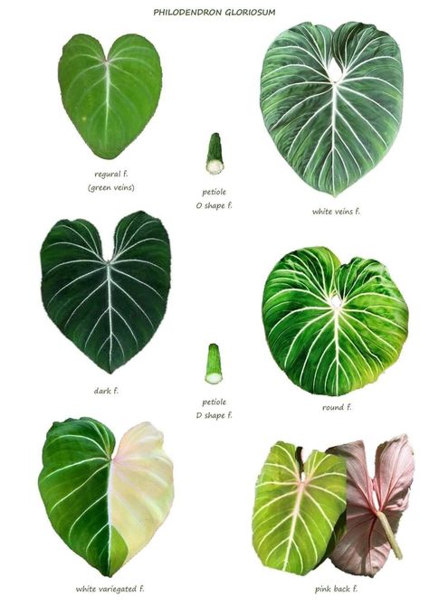 Plant Leaf Identification, Leaf Identification, Plants Vector, Alocasia Plant, Philodendron Plant, Household Plants, Plant Nutrients, Plant Vector, Plant Wishlist