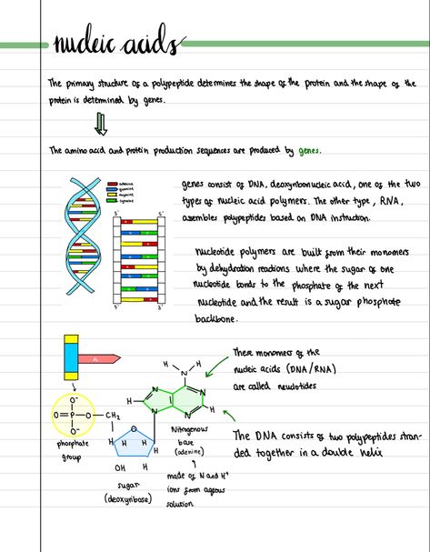 Biochemistry Aesthetic Notes, How To Write Biology Notes, Macromolecules Biology Notes, Biology Goodnotes, Chromosomes Notes, Biomolecules Notes Biology, Notes On Goodnotes, Biotechnology Aesthetic, Aesthetic Biology Notes