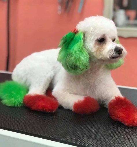 Christmas Dog Grooming Ideas, Christmas Dog Dye Ideas, Creative Dog Grooming Christmas, Christmas Dog Hair Dye, Christmas Creative Grooming, Dog Hair Color Ideas, Walking Ideas, Creative Dog Grooming, Honey Ideas